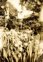 Bell house - irises in bloom